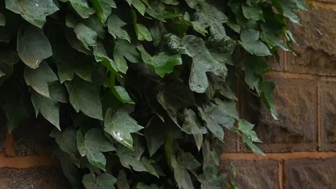 Vine Leave Growing On a Wall Video stock 90459638