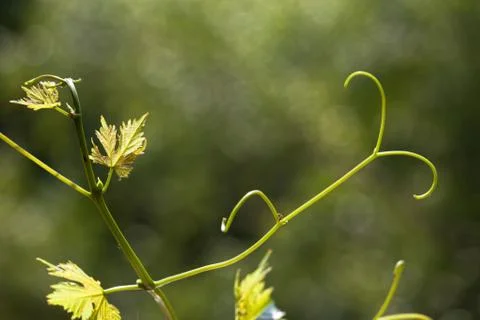 Vine leaves in blurred background Stock Photos