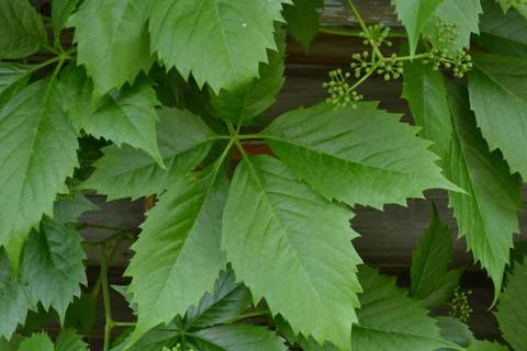 Vine leaves closeup Stock Photos