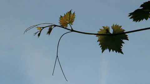 Vine leaves Video stock 25486526