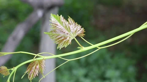 Vine leaves Stock Footage 50857395