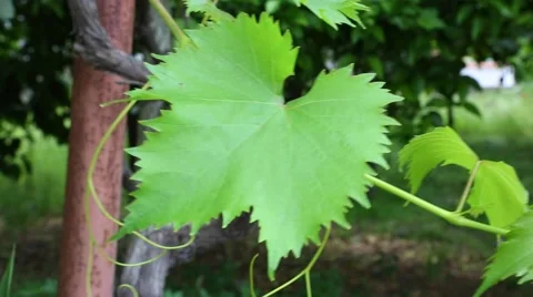 Vine leaves Stock Footage 50858009