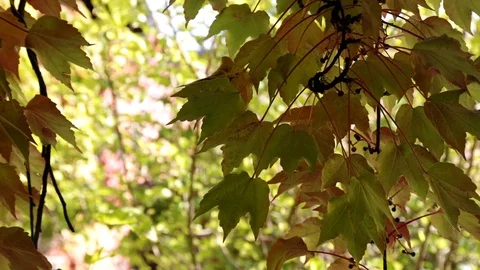 Vine leaves Stock Footage 101744626