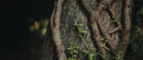 Vine leaves hanging on large tree trunk in the forest. BMPCC 4K Stock Footage 126738179