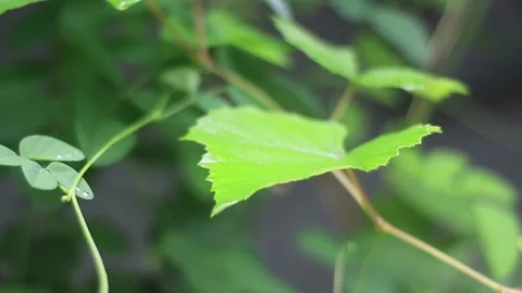 Vine leaves hit by raindrops Video stock 217926268
