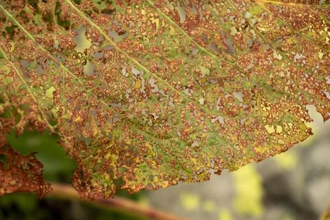 Vine leaves image. Stock Photos