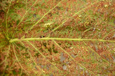 Vine leaves image. Stock Photos
