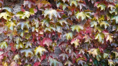 Vine leaves moved by the wind Stock Footage 99154332
