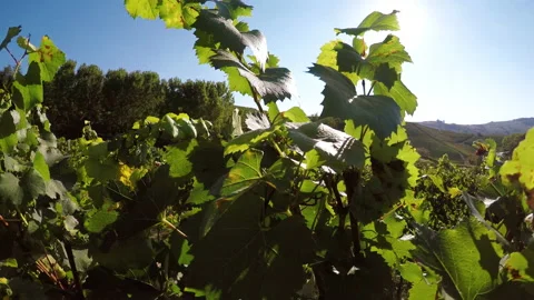 Vine leaves moved by the wind in the vineyard of Barolo, in the Langhe Stock Footage 139616984