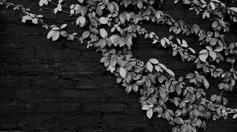 Vine leaves pattern for background in the garden park in black and white tone Stock Photos