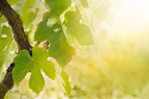 Vine leaves Stock Photos