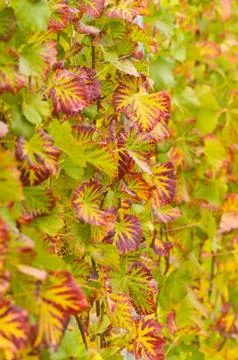 Vine leaves Stock Photos