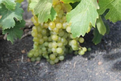 Vine leaves Stock Photos