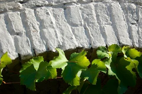 Vine leaves Stock Photos