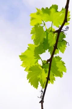 Vine Leaves Stock Photos