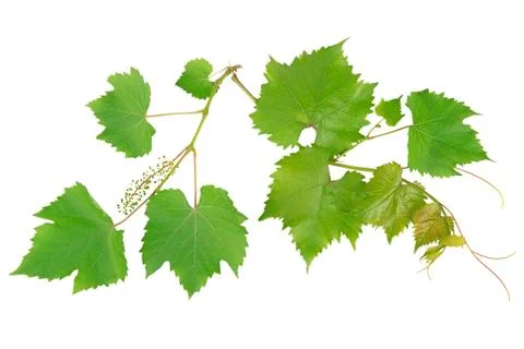 Vine leaves Stock-Fotos