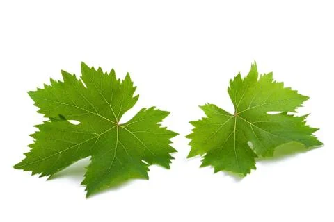 Vine leaves Stock Photos