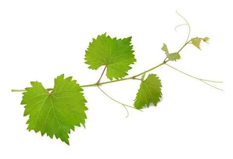Vine leaves Stock Photos