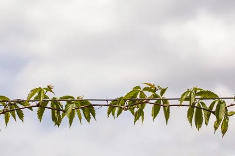 Vine leaves Stock Photos