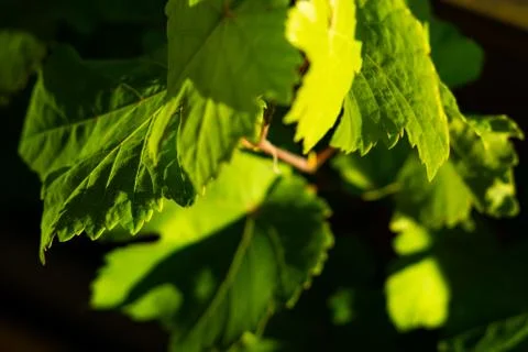 Vine leaves Stock Photos