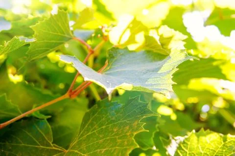 Vine leaves Stock Photos