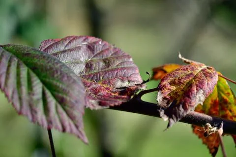 Vine Leaves Stock Photos