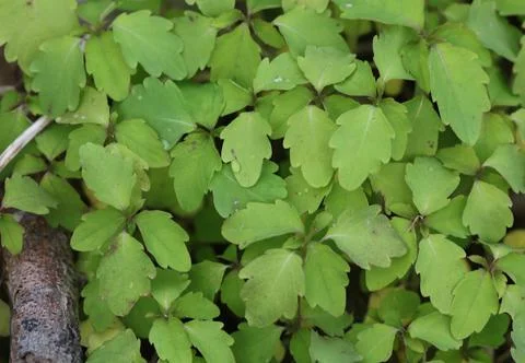 A vine with leaves Stock Photos