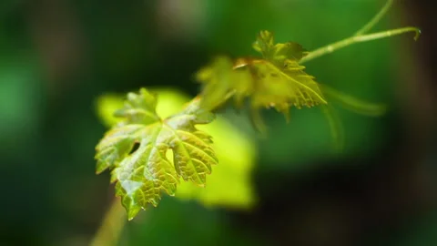 Vine Leaves in a Rainy Day During the Sprout Stock Footage 143969853