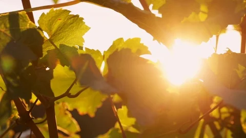 Vine leaves with sunbeams at sunset Stock Footage 117503410