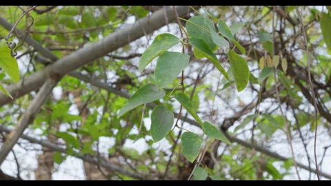 Vine Leaves Swaying in Light Wind Against Tree Branches Stock Footage 331076384