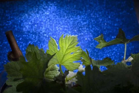 Vine Leaves Under Sky Full of Stars Stock Photos