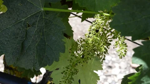 Vine lieaves Video stock 44613683