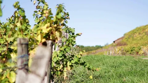 Vine lines in autumn Video stock 81226524