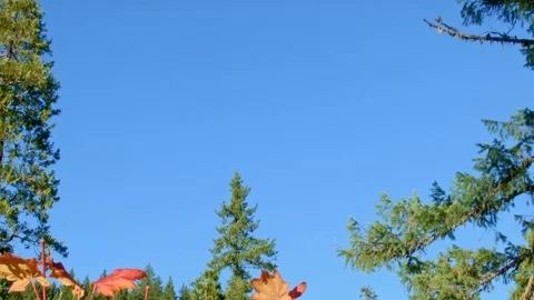 Vine maple fall and lava rock McKenzie River Valley Oregon 33 Stock Footage 81935495