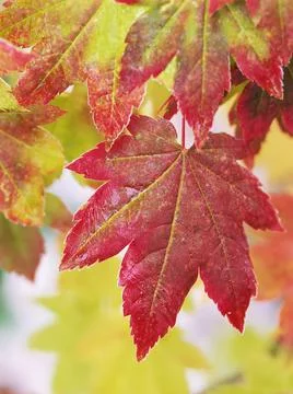 Vine Maple Leaves, Selective Focus Stock Photos