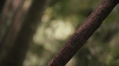 Vine in mountain forest - crane tracking - close up Stock Footage 145886429