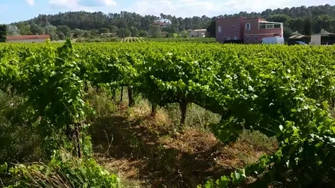 Vine Moving in the Wind - Slow Motion Stock Footage 104286335