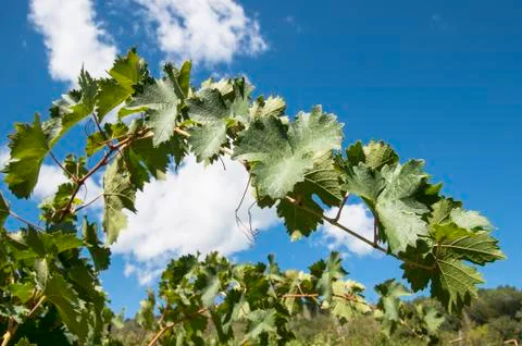 Vine Stock Photos