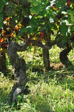 A vine of pinot noir grapes Stock Photos