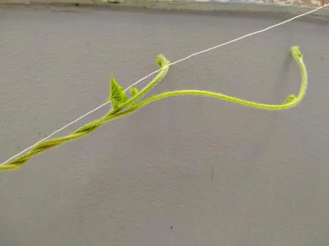 Vine of plant climbing up the string. Stock Photos