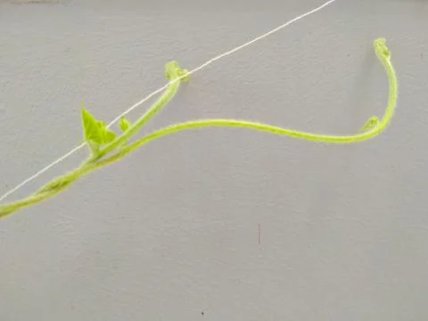 Vine of plant climbing up the string. Stock Photos