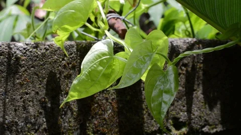 Vine plant Stock Footage 99118448