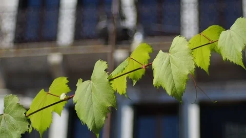 Vine plant Stock-Footage 119023238