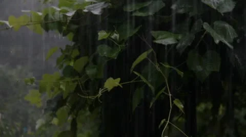 Vine plant in the rain Stock Footage 8840668
