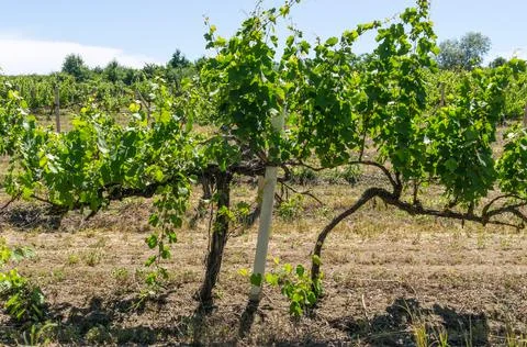 Vine on the plantation Stock Photos