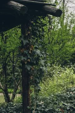 Vine plants on pillars Stock Photos