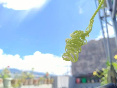 Vine of plants with sky in background Stock Photos