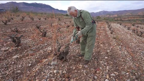 Vine pruning with electric scissors Vidéo 331511804