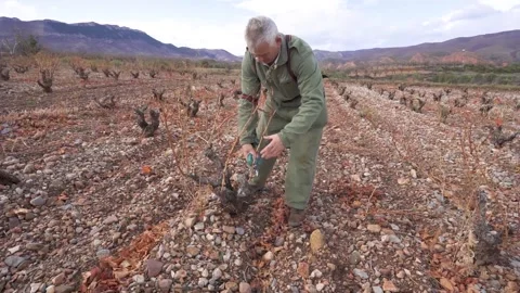 Vine pruning with electric scissors Vidéo 331511824