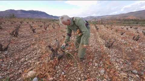 Vine pruning with electric scissors Vidéo 331511833